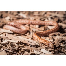 Serpiente del Maizal -  Anery albina - Pantherophis guttatus